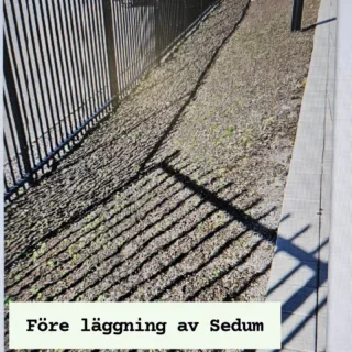 Läggning av sedum i slänt